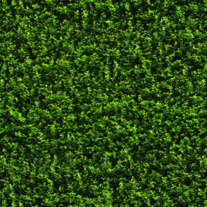 Leaves Decor Range
